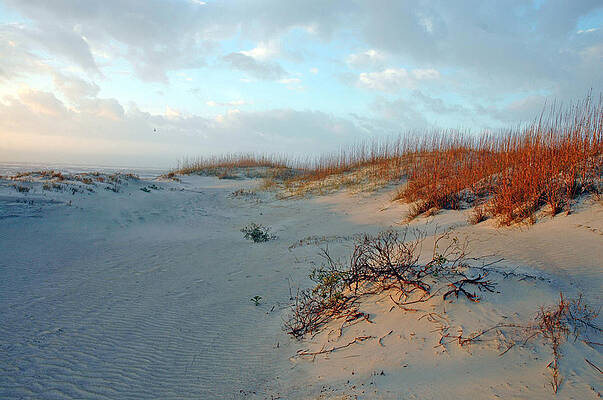 Sand Dune on Tybee Island by Allen Carroll Sand Dune on Tybee Island by Allen Carroll
