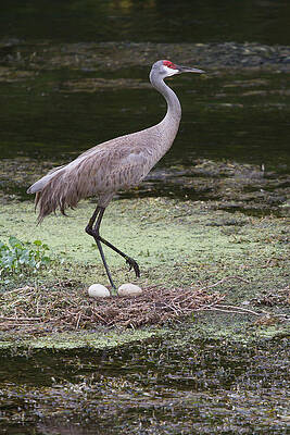 Wall Art - Photograph - Sandhill Crane and Eggs by Paul Rebmann
