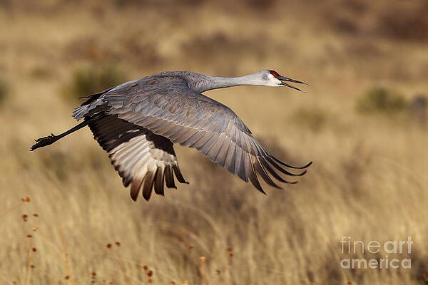 Wall Art - Photograph - Sandhill Crane by Bill Singleton