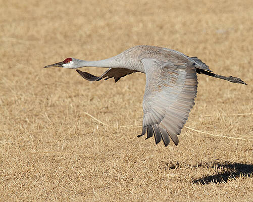 Sandhill Crane in Flight by Steve Kaye Sandhill Crane in Flight by Steve Kaye