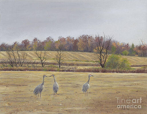 Sandhill Cranes Feeding in Field by Jymme Golden Sandhill Cranes Feeding in Field by Jymme Golden