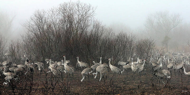 Sandhill Cranes in the Fog by Farol Tomson Sandhill Cranes in the Fog by Farol Tomson