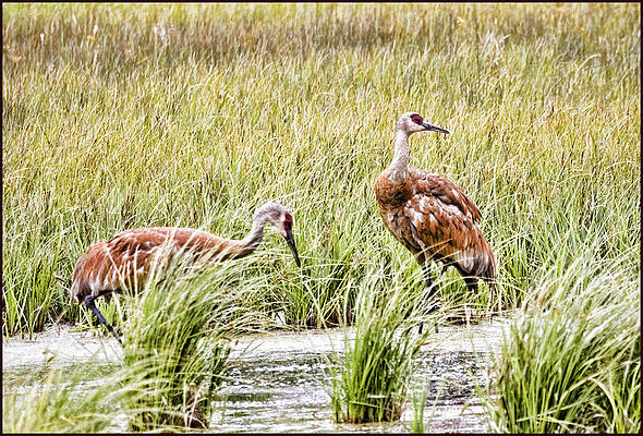 Sandhill Cranes by Karen Ulvestad Sandhill Cranes by Karen Ulvestad