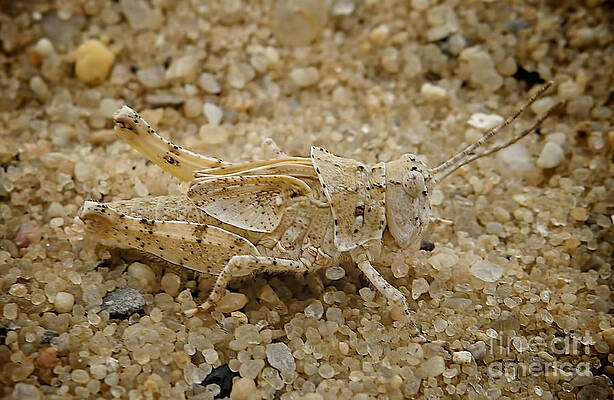 Wall Art - Photograph - Sandhopper by Mark Miller