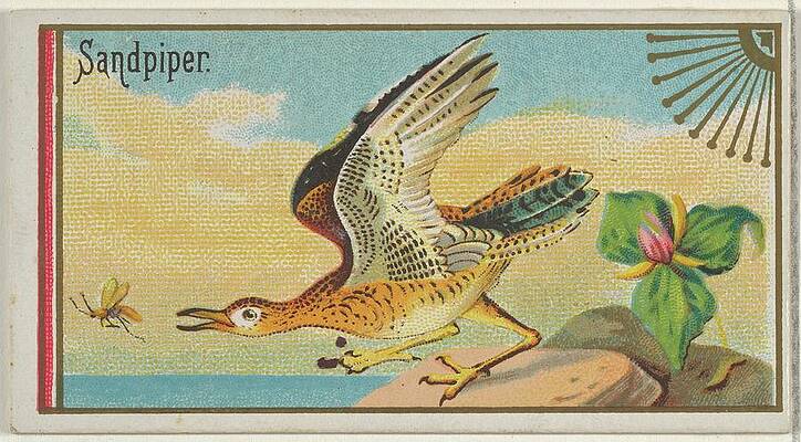 Sandpiper Drawing - Sandpiper, From The Game Birds Series by Issued by Allen & Ginter