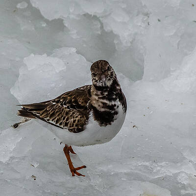 Wall Art - Photograph - Sandpiper by SAURAVphoto Online Store