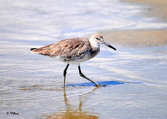 Wall Art - Photograph - Sandpiper wading on beach by Dan Williams