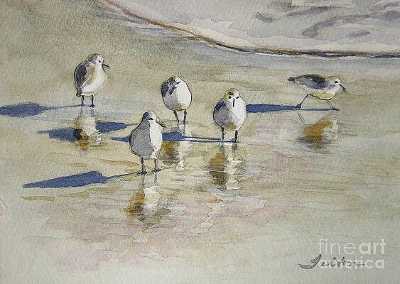 Sandpipers 2 watercolor 5-13-12 julianne felton by Julianne Felton Sandpipers 2 watercolor 5-13-12 julianne felton by Julianne Felton