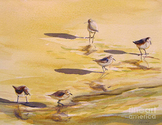 Sandpipers 5 by Julianne Felton Sandpipers 5 by Julianne Felton