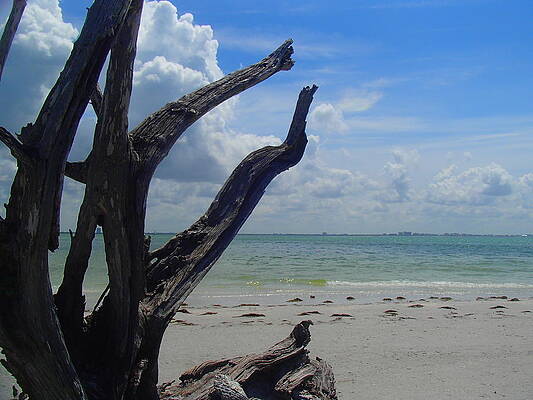 Sanibel by Jessica Marcinczyk