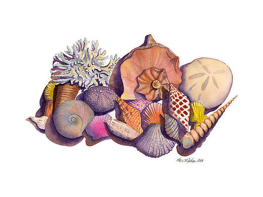 Sanibel Shells by Kerri Meehan Sanibel Shells by Kerri Meehan