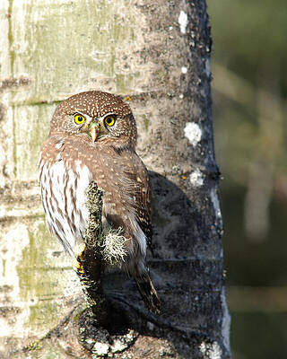 Satisfied Hunter by Jan Piet Satisfied Hunter by Jan Piet