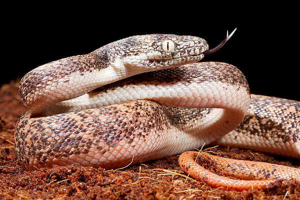 Wall Art - Photograph - Savu Python In Defensive Posture by David Kenny