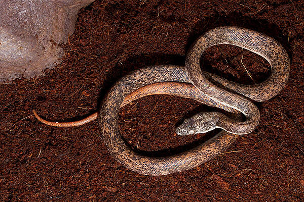 Wall Art - Photograph - Savu Python Liasis Mackloti Savuensis by David Kenny