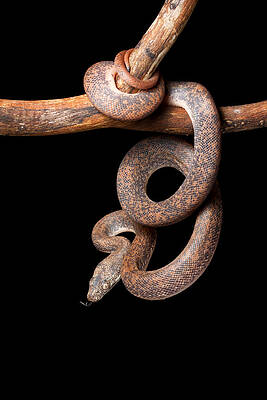 Wall Art - Photograph - Savu Python On Tree Branch by David Kenny