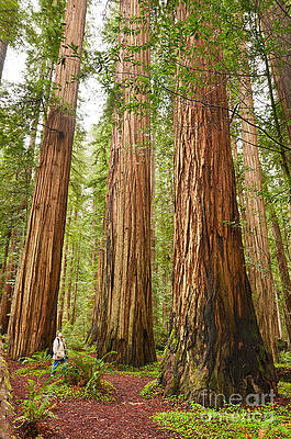 Wall Art - Photograph - Scale - The beautiful and massive giant redwoods Sequoia sempervirens in Redwood National Park. by Jamie Pham
