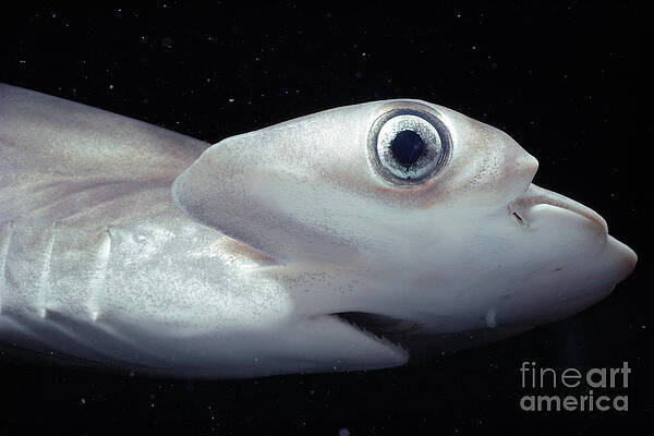 Wall Art - Photograph - Scalloped Hammerhead Shark by Jeff Rotman