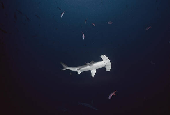 Wall Art - Photograph - Scalloped Hammerhead Shark by Jeff Rotman