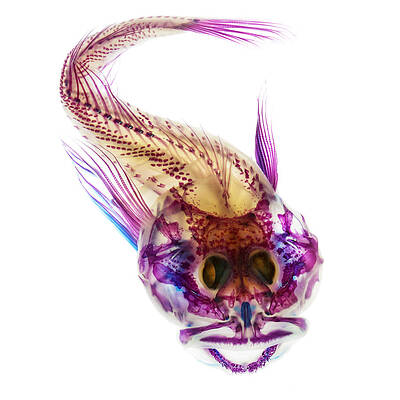 Wall Art - Photograph - Scalyhead Sculpin by Adam Summers