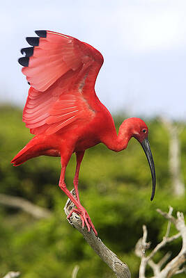 Wall Art - Photograph - Scarlet Ibis by M. Watson