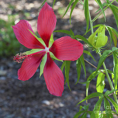 Wall Art - Photograph - Scarlet Rosemallow -1 by Diane Macdonald