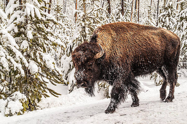 Scary Bison by Sue Smith Scary Bison by Sue Smith