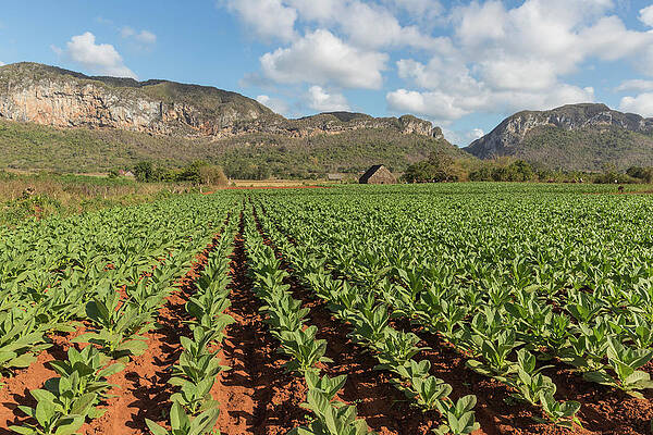 Wall Art - Photograph - Scenery Of Tobacco Field With Mountains by Alexandra Simone