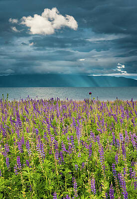 Wall Art - Photograph - Scenic View Of Lupine Field Near Lake by Josh Miller