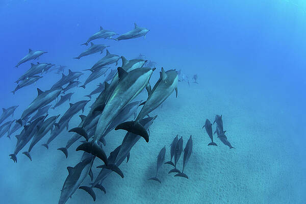 Wall Art - Photograph - School Of Dolphins Swimming In Pacific by Animal Images