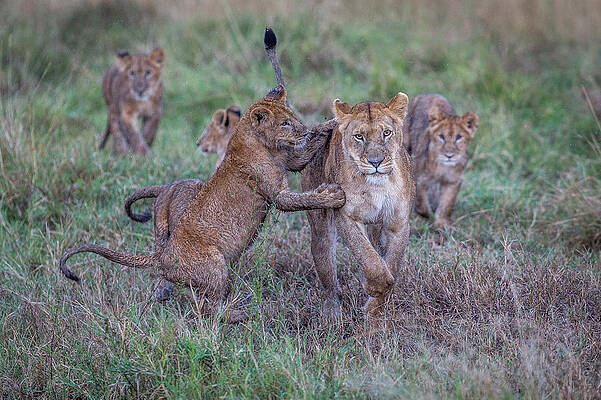 Playful Lion Cubs with Their Mother Print