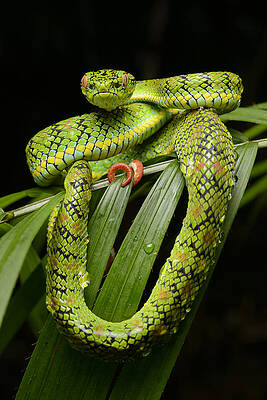 Wall Art - Photograph - Schultz Pit Viper Palawan Isl by Ch'ien Lee