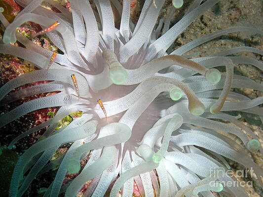 Sea Anemone by Cynthia Cleveland