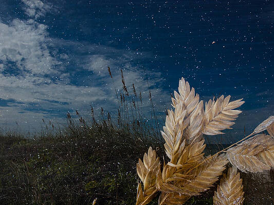 Sea Oat Beach by Randy Sylvia Sea Oat Beach by Randy Sylvia