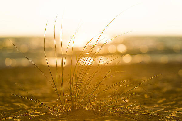 Wall Art - Photograph - Sea Oats Sunset by Sebastian Musial