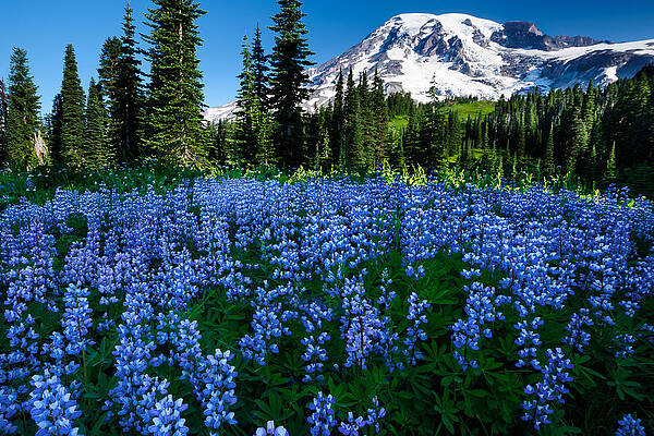 Sea of Blue by Dan Mihai Sea of Blue by Dan Mihai