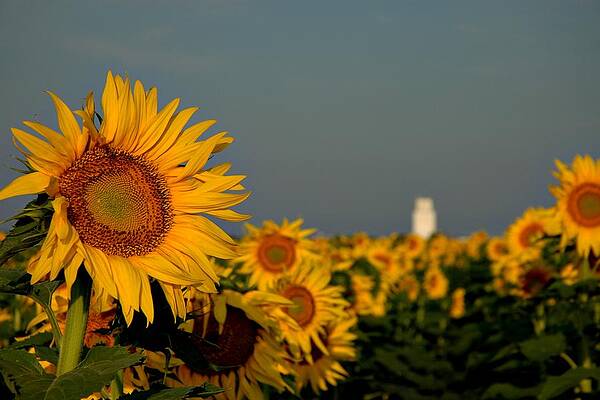 Sea of Sunflowers by Jeannette Wood