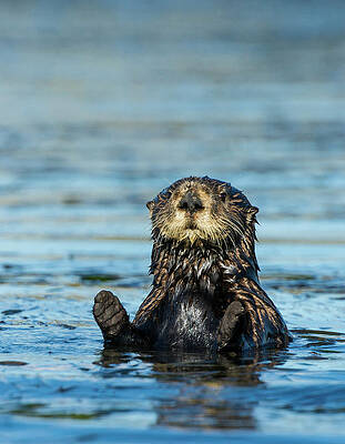 Wall Art - Photograph - Sea Otter Enhydra Lutris by Josh Miller