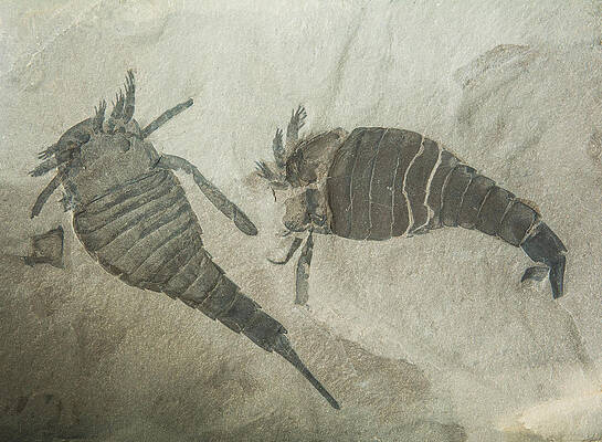 Wall Art - Photograph - Sea Scorpion Fossils by Millard H. Sharp