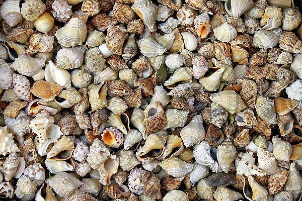 Selection of sea shells print by Science Photo Library