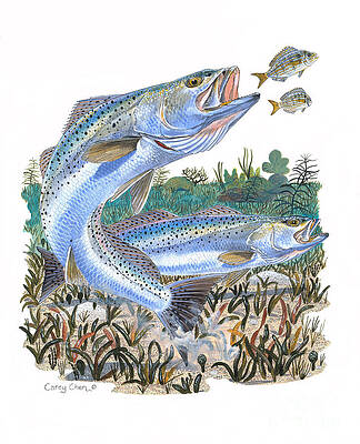 Speckled Trout Art for Sale - Fine Art America