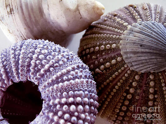 Sea Urchins by Colleen Kammerer Sea Urchins by Colleen Kammerer
