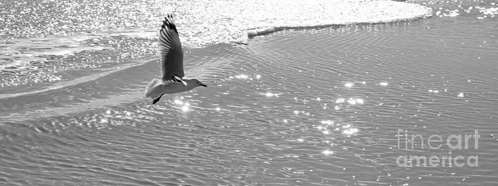 Seagull by Carole Lloyd Seagull by Carole Lloyd