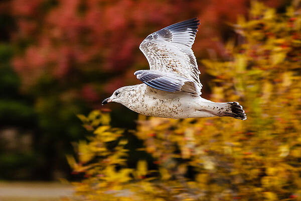 Seagull in flight during Fall by SAURAVphoto Seagull in flight during Fall by SAURAVphoto