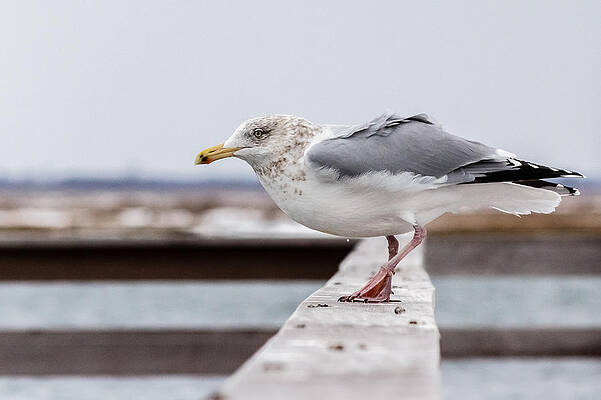 Wall Art - Photograph - Seagull poised to take off by SAURAVphoto Online Store