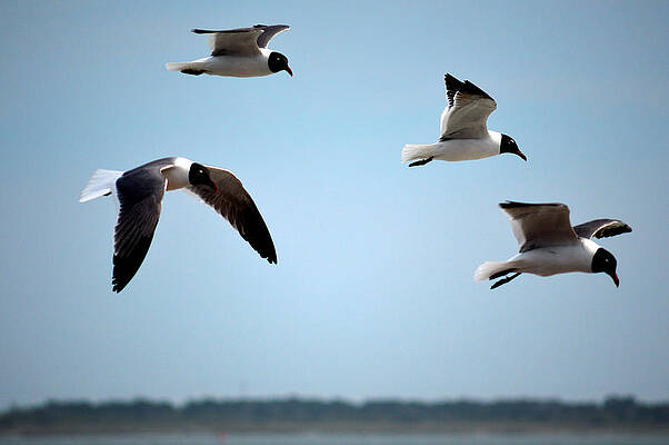 Seagulls in flight by Jerry Gatewood