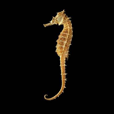 Seahorse Wall Art (Page #9 of 35) | Fine Art America