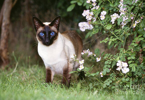 Wall Art - Photograph - Seal Point Siamese Cat by John Daniels