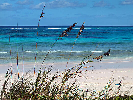 Seaoat Plants and Beach on Eleuthera by Duane McCullough Seaoat Plants and Beach on Eleuthera by Duane McCullough