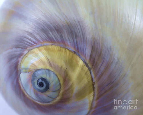 Seashell - eye of the sea by Carole Lloyd Seashell - eye of the sea by Carole Lloyd