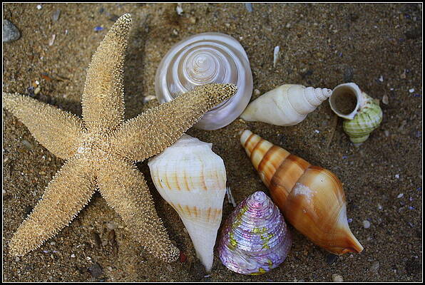 Ocean Shell Spiral White Photograph by Sandi OReilly - Fine Art America